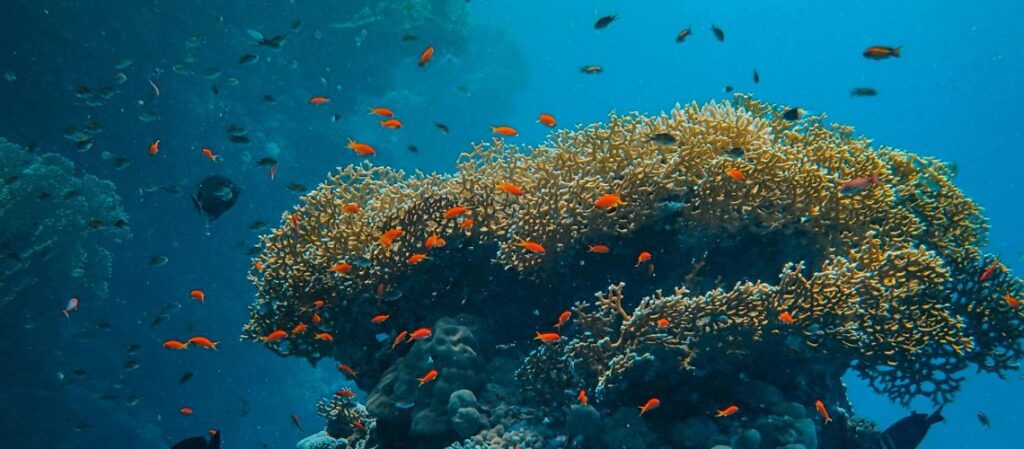 One Night Dive at Hiriketiya